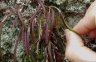 Dockrillia striolatum-3.jpg